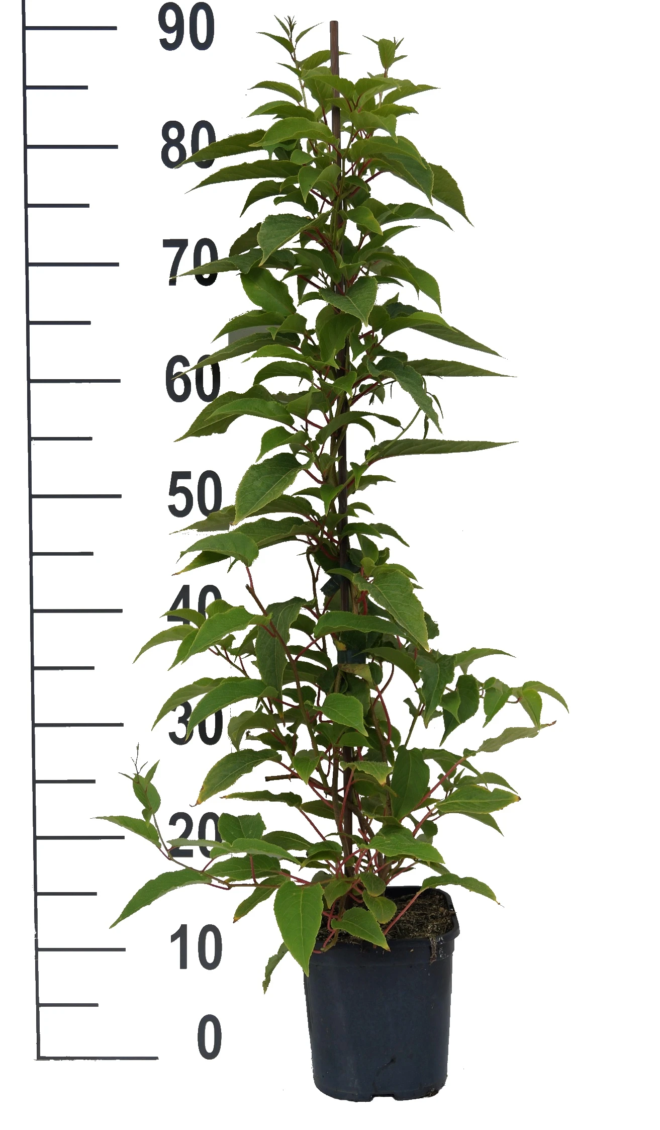 Großfrüchtige Bayern-Kiwi `Pink Jumbo´ Actinidia Arguta `Pink Jumbo´ – Bild 2