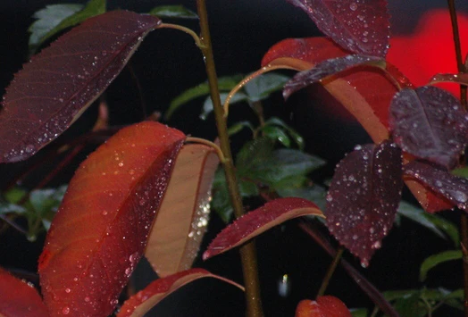 Prince William-Großfruchtige Felsenbirne Amelanchier `Prince William´ – Bild 4