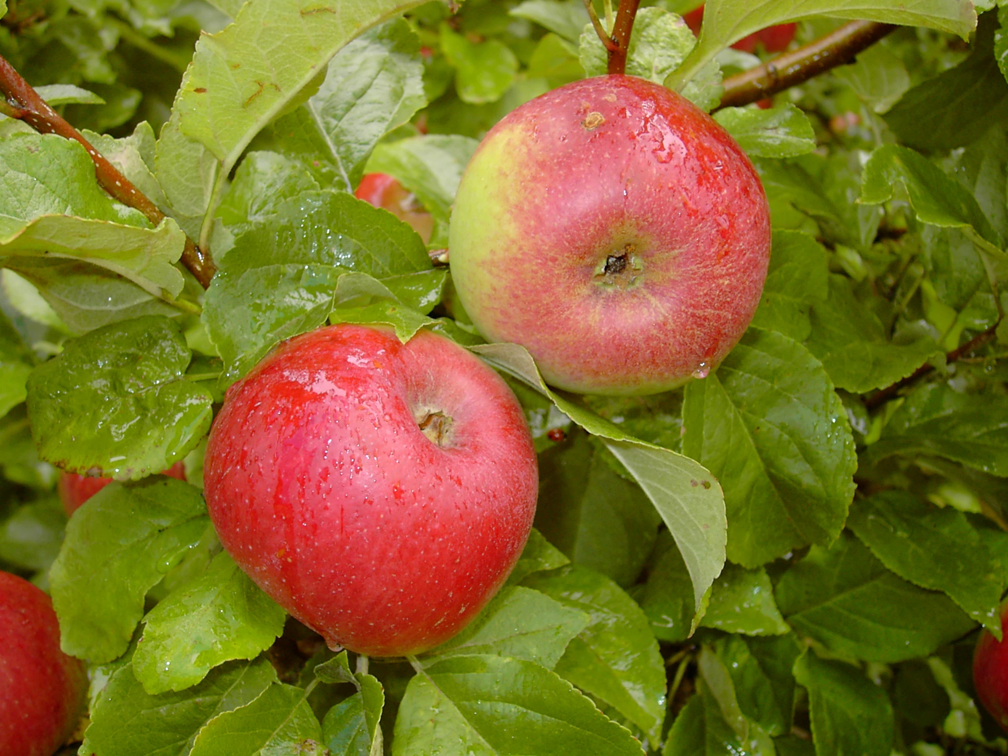 Prinz Albrecht Von Preußen Malus Domestica – Bild 2