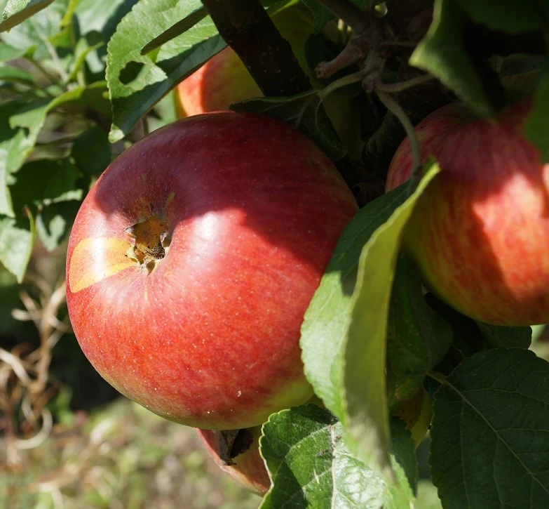 Prinz Albrecht Von PreuĂźen Malus Domestica