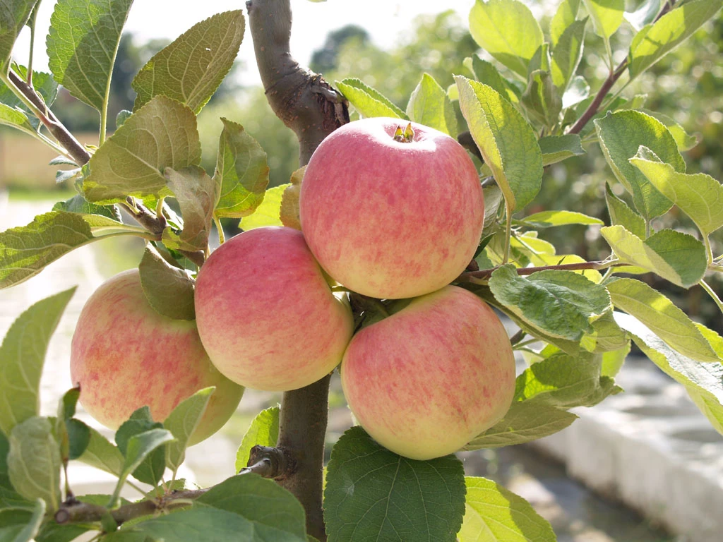 Piros ® Malus Domestica `Piros®´ – Bild 2