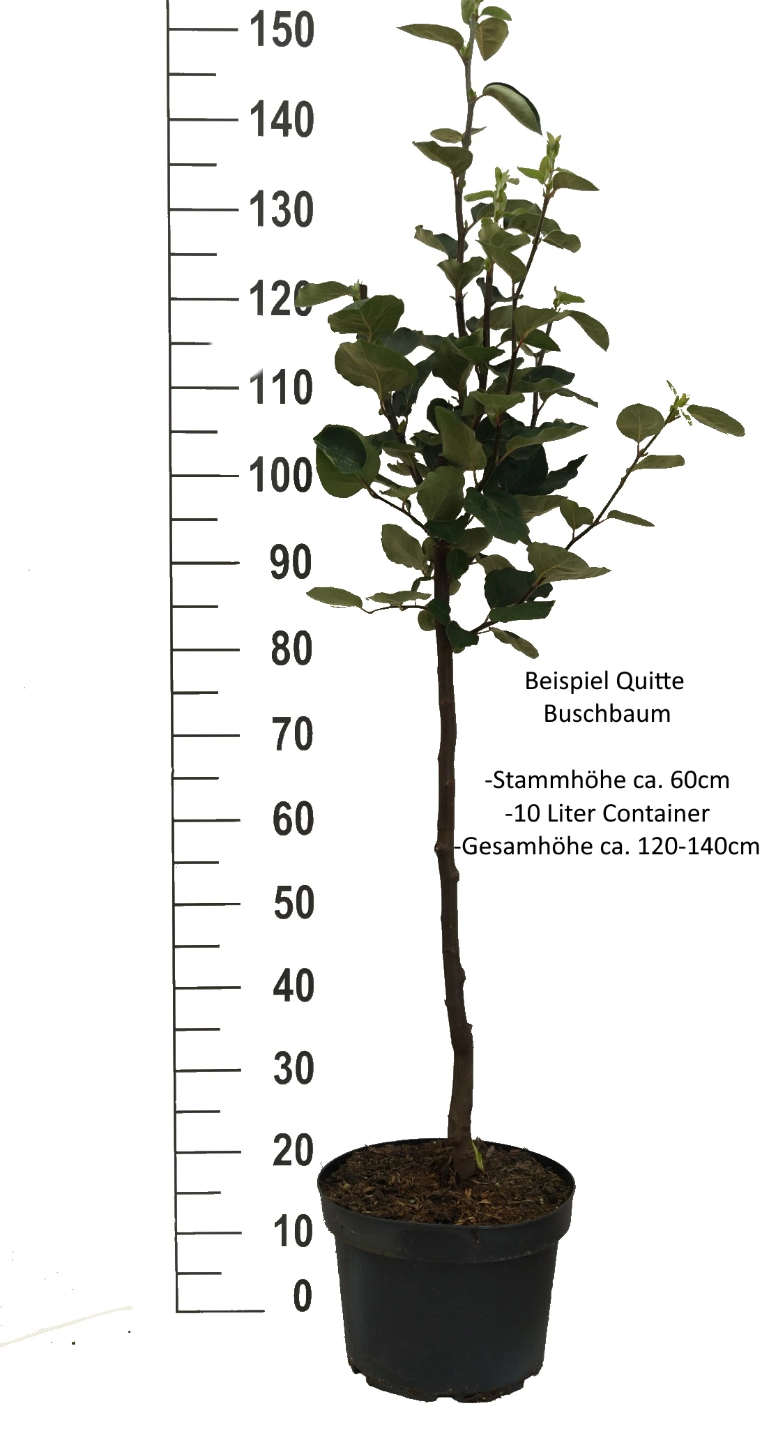 Bereczki Birnenquitte Cydonia Oblonga `Bereczki´ – Bild 3