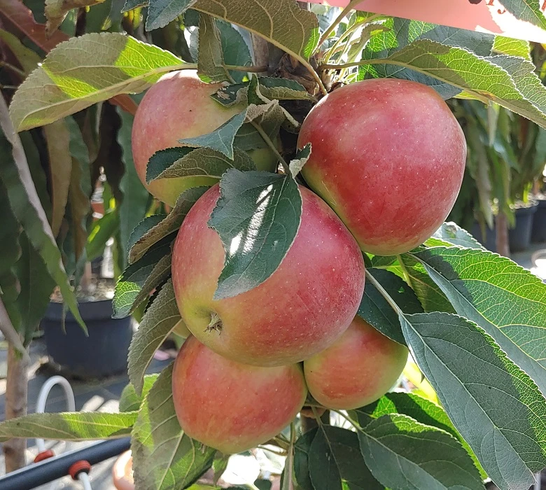 Säulenapfel `Red River´ Malus Domestica `Red River´ – Bild 2