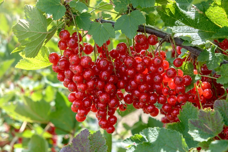 Rolan Ribes Rubrum `Rolan´ â Bild 2