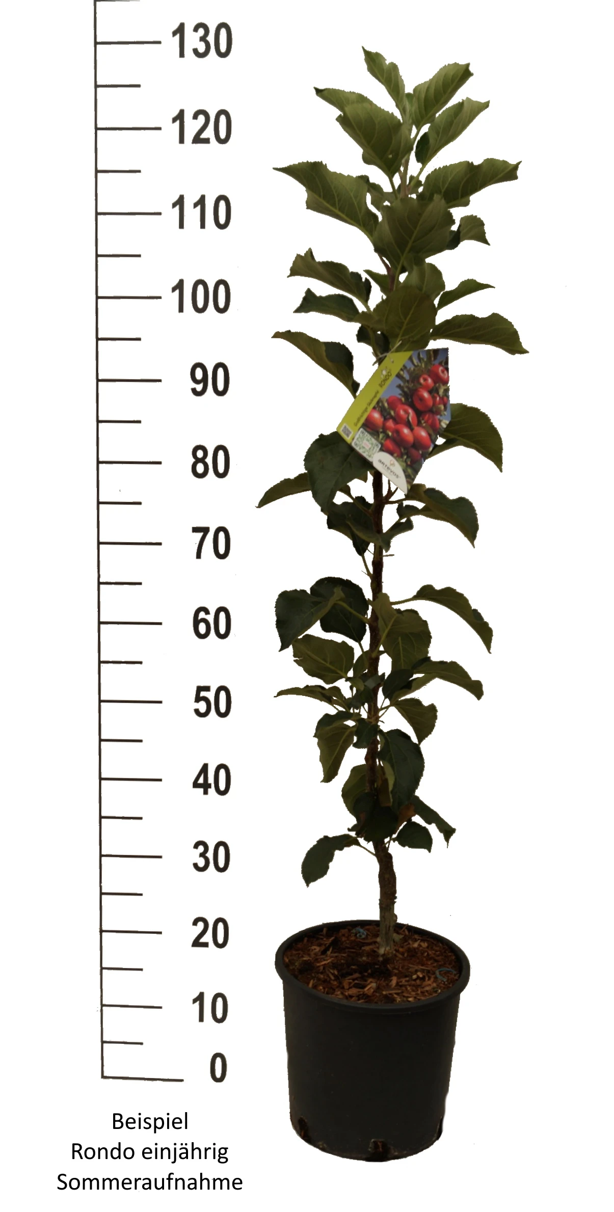 Säulenapfel `Rondo´ Malus Domestica `Rondo´ – Bild 6