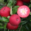 Rosette® Malus Domestica