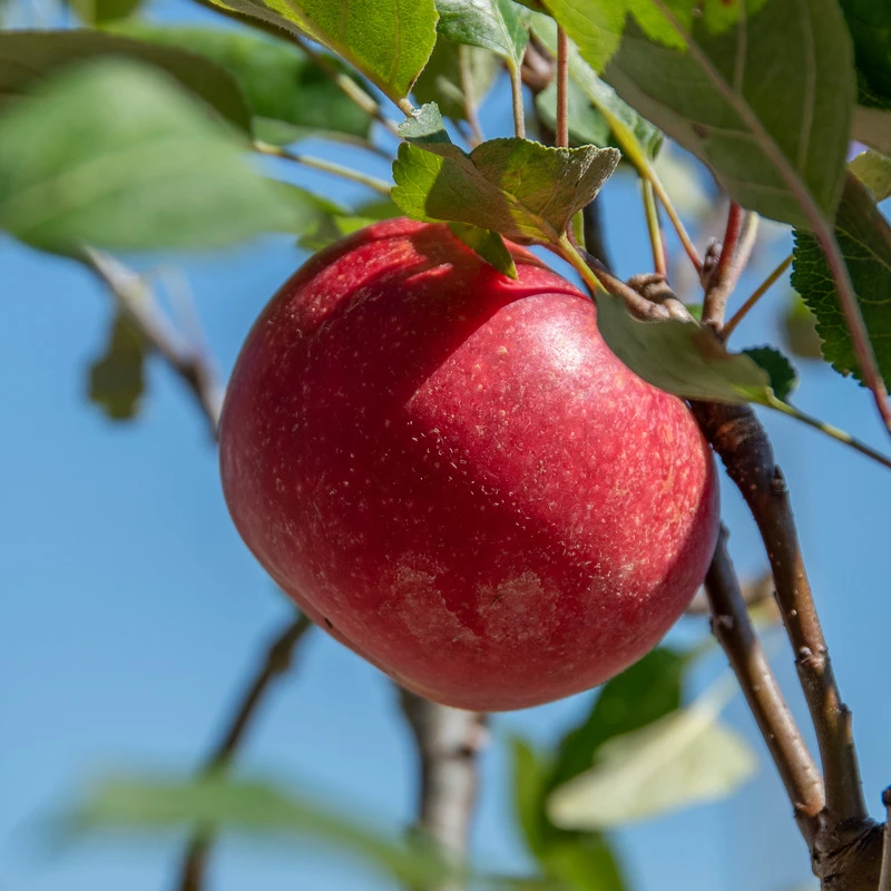 Rosette® Malus Domestica – Bild 6