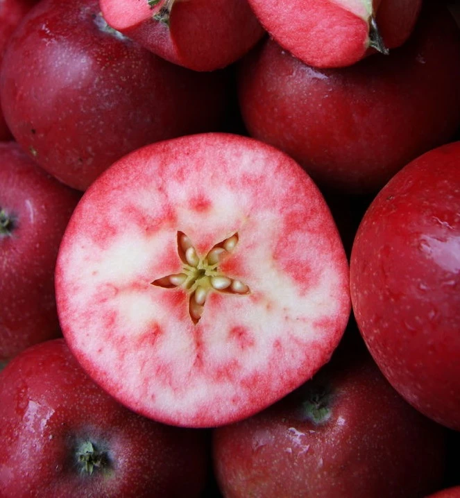 Rosette® Malus Domestica – Bild 2