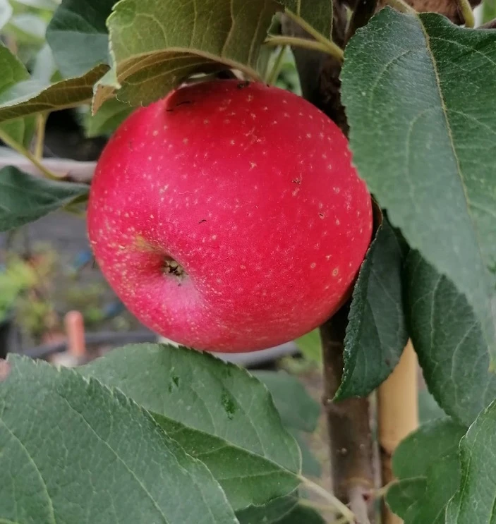 Rosette® Malus Domestica – Bild 4