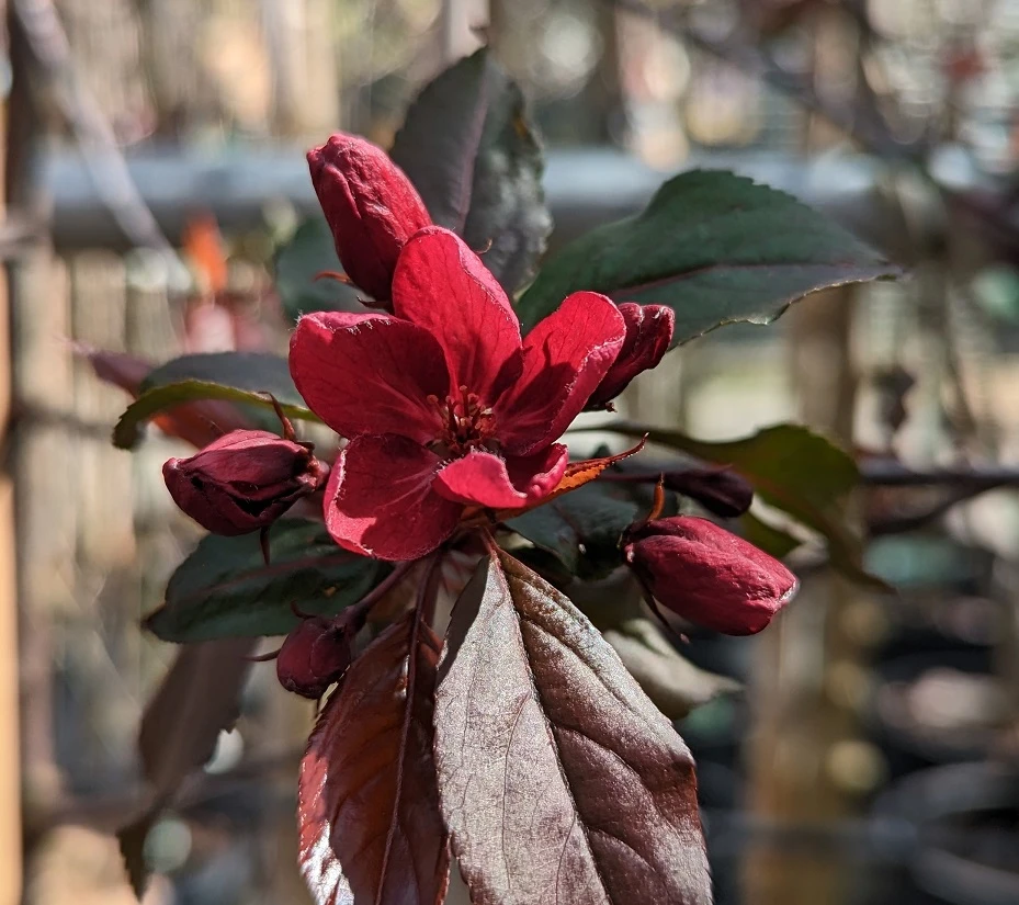 Zierapfel Royalty Malus `Royalty´ – Bild 2