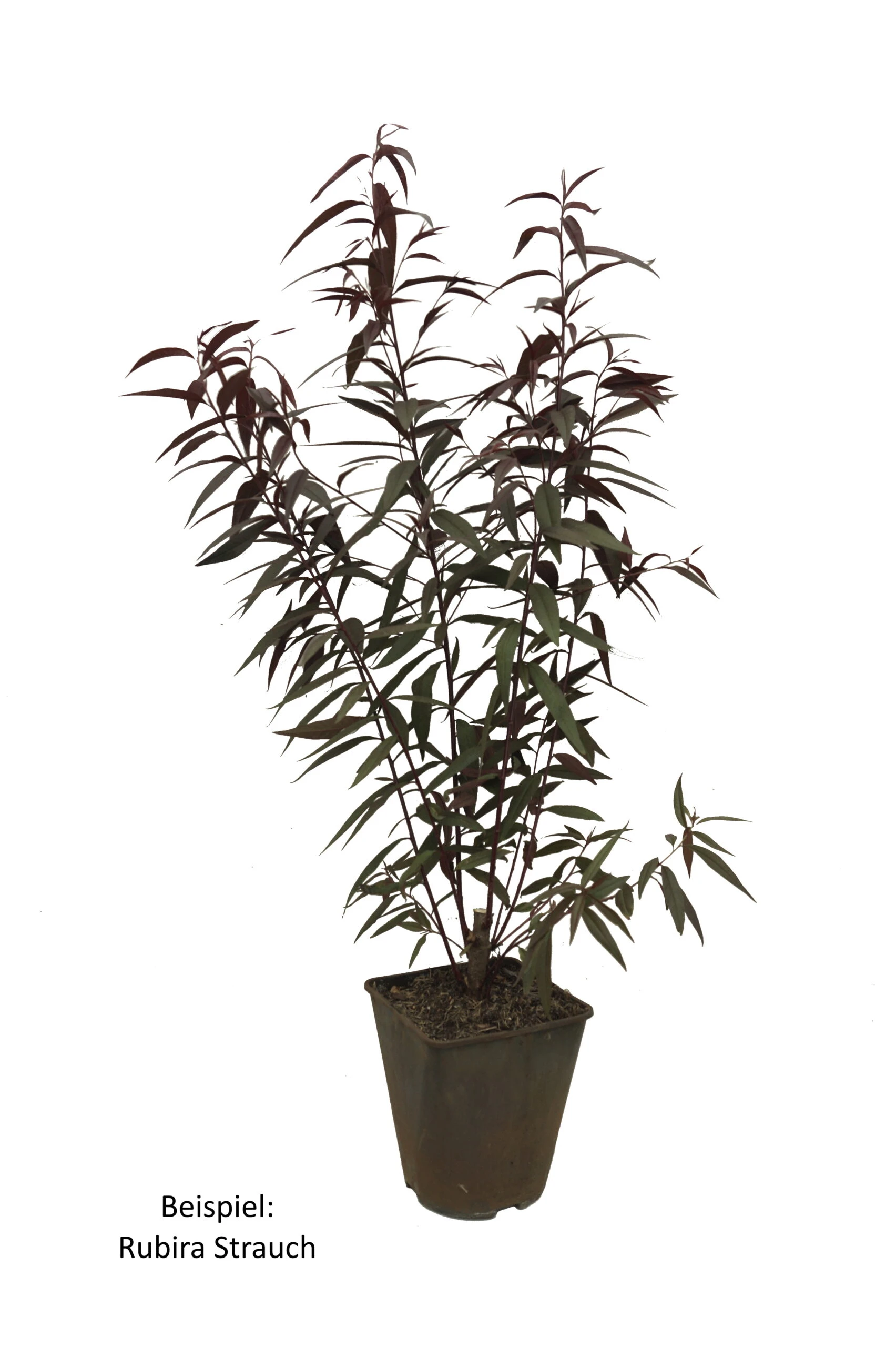 Blutpfirsich `Rubira´, Rotlaubig Prunus Persica `Rubira´ – Bild 2