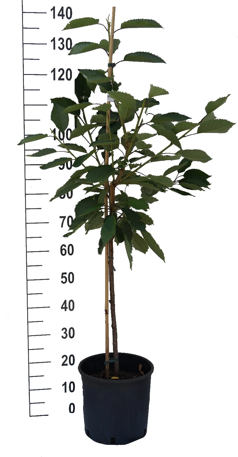 Große Prinzessin / Napoleon Prunus Avium `Große Prinzessin´ – Bild 4