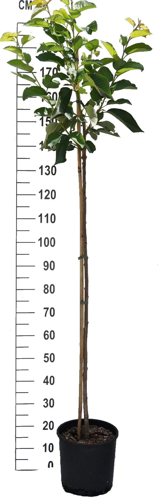 Regina Prunus Avium `Regina´ – Bild 2