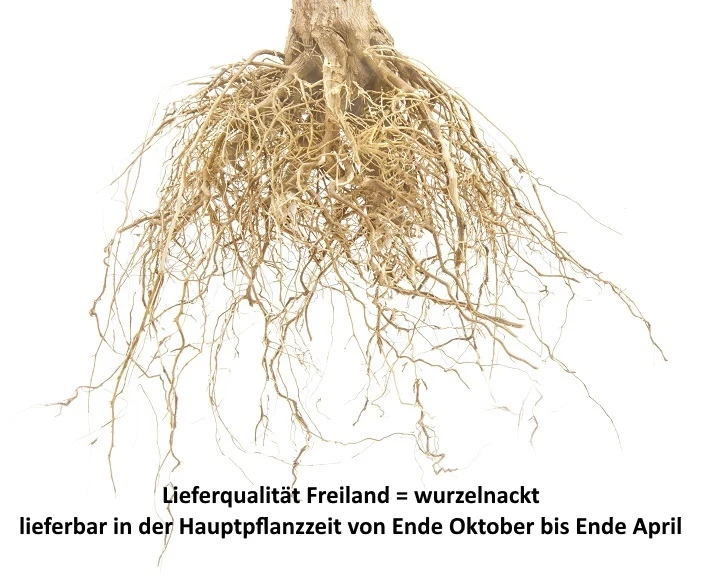 Große Prinzessin / Napoleon Prunus Avium `Große Prinzessin´ – Bild 5