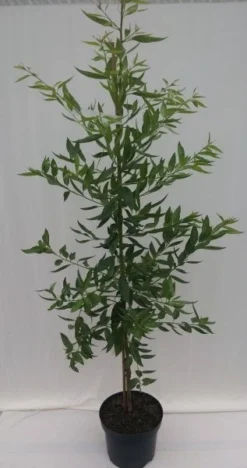 Säulenmandel Prunus Dulcis