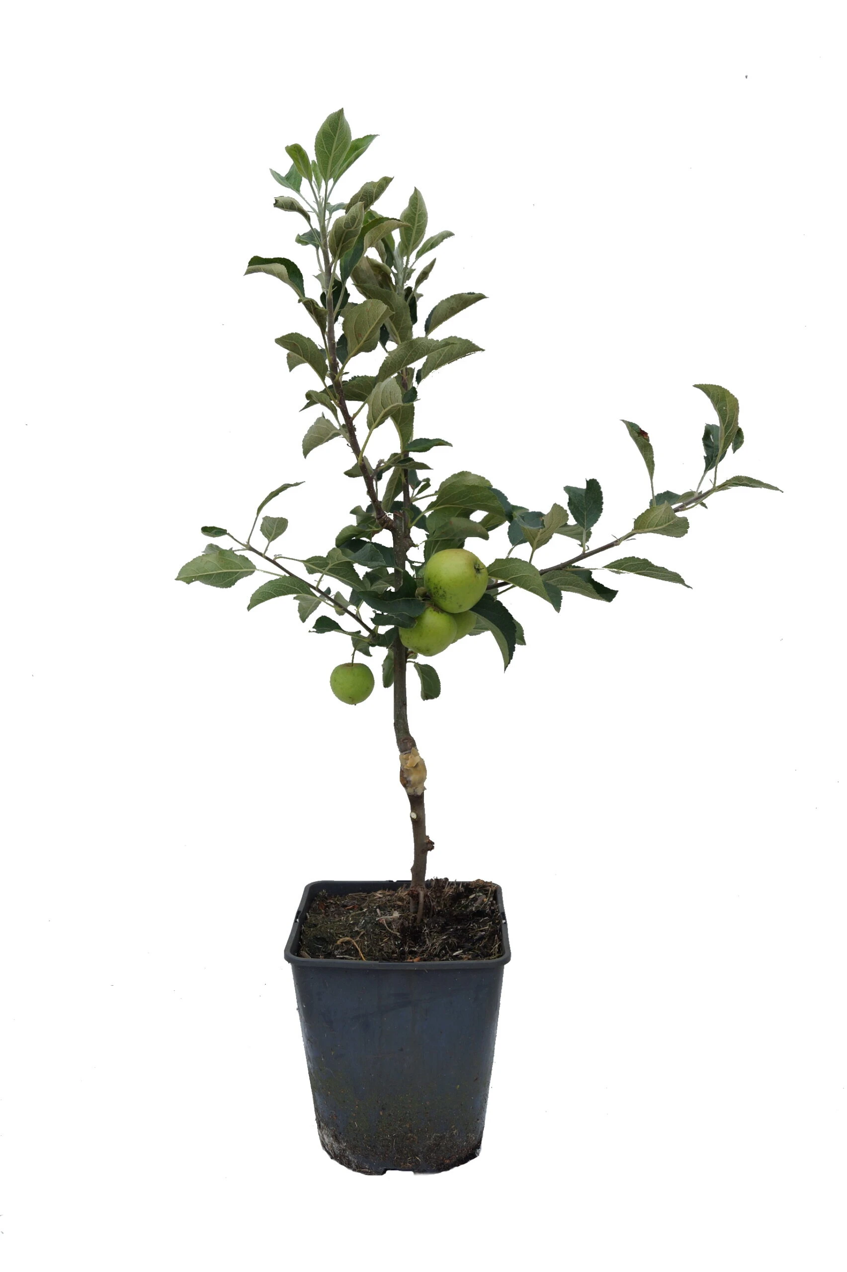Zwergapfel Maloni® `Sally´® Malus Domestica `Sally´ – Bild 2