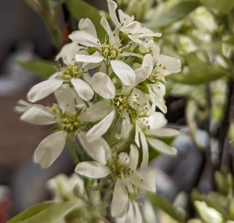 Felsenbirne `Saskablue®´ Amelanchier Alnifolia `Saskablue´ – Bild 2