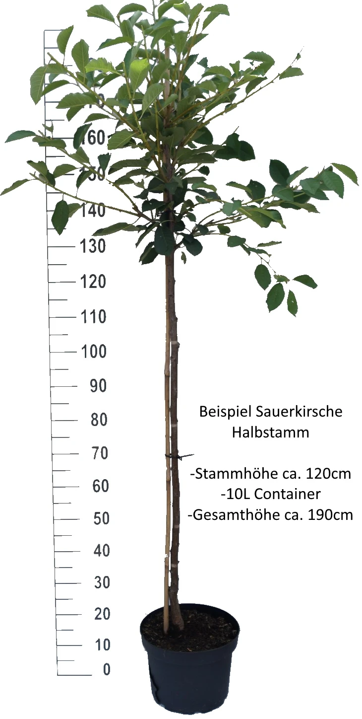 Werdersche Glaskirsche Prunus Cerasus `Werdersche Glaskirsche´ – Bild 2