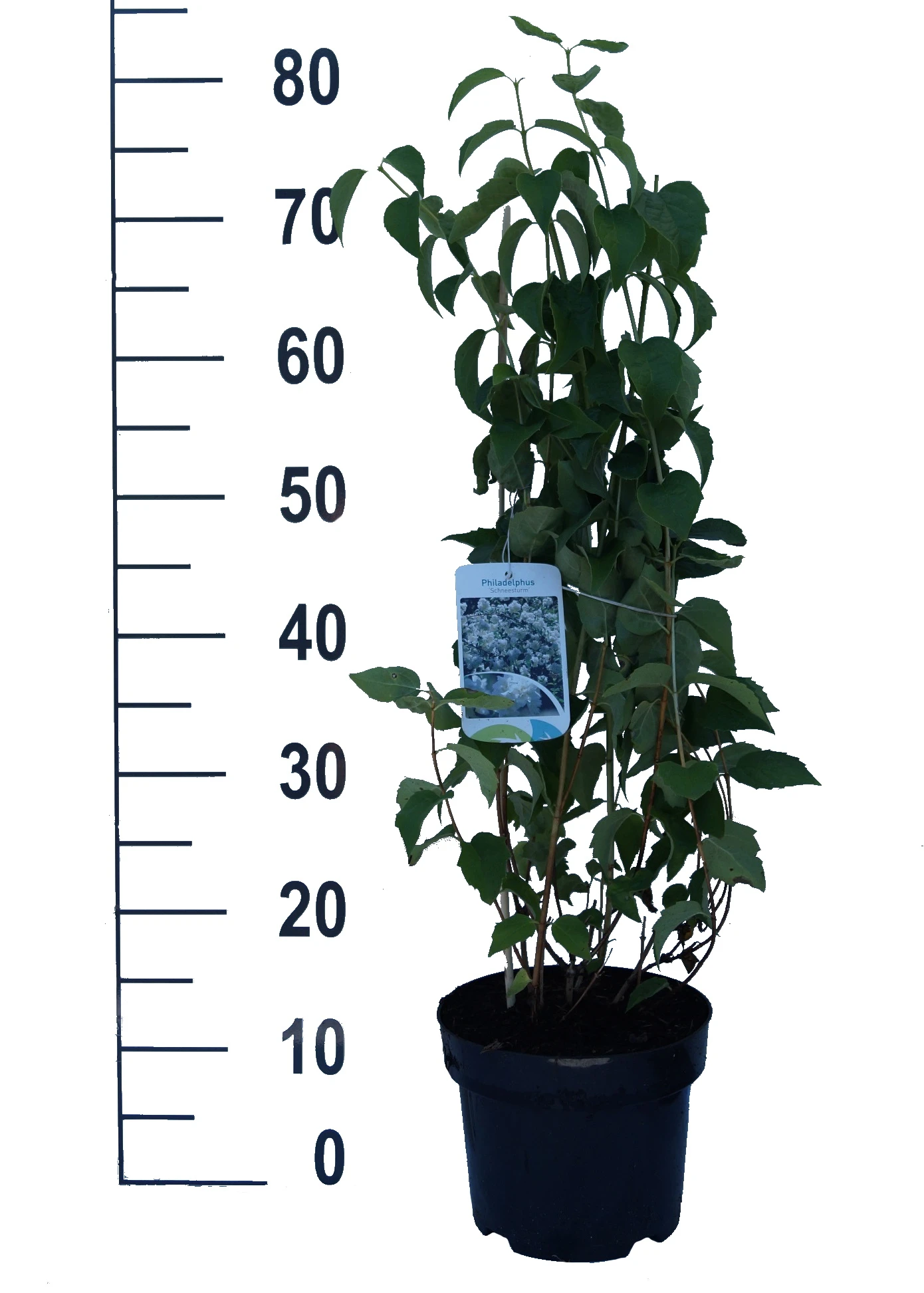 Bauern-Jasmin `Schneesturm´ Philadelphus Coronarius `Schneesturm´ – Bild 3