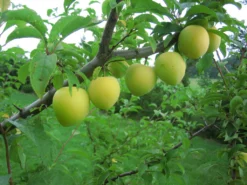 Shiro Japanische Pflaume Prunus Salicina `Shiro´