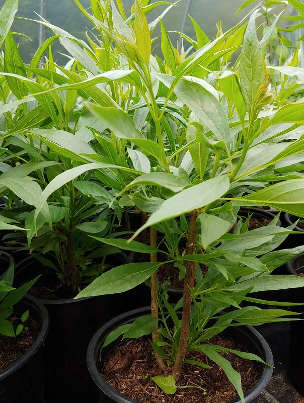 Sommerglocke / Baumoleander `Summer Bells´ Chitalpa Tashkentensis `Summer Bells´ – Bild 2