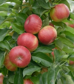 Säulenapfel `SonateⓈ´ Malus Domestica `Sonate´