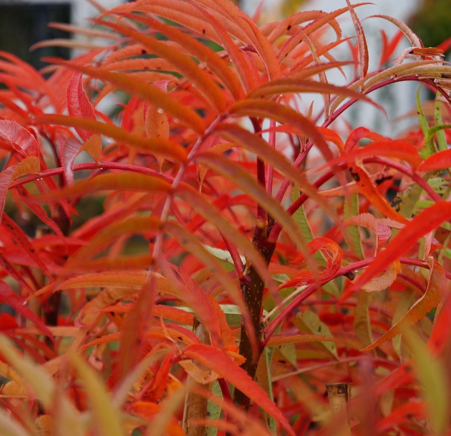 Eberesche `Dodong´ Sorbus Conmixta `Dodong´ – Bild 3