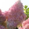 Kompakte Rispenhortensie `Sundae Fraise´ Hydrangea Paniculata `Sundae Fraise´