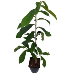 Veredelte Indianerbanane `Sunflower´ Asimina Triloba `Sunflower´