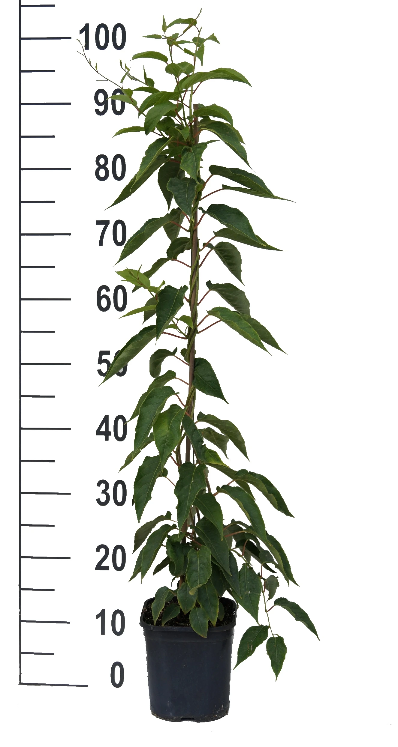 Bayernkiwi 3er-Set Mit Großfrüchtigen Sorten Actinidia Arguta – Bild 3