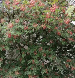 Szechuan Pfeffer Zanthoxylum Simulans