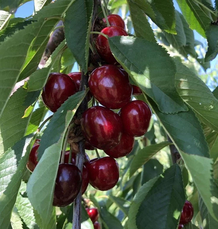 Süßkirsche `Tamara´ Prunus Avium – Bild 2