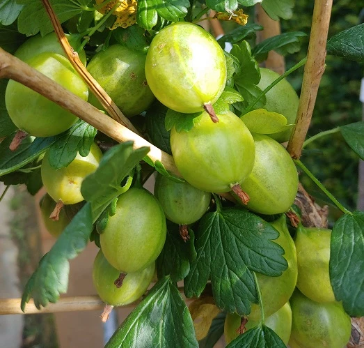 Tatjana, Grün, Fast Stachellos Ribes Uva-crispa `Tatjana´ – Bild 2