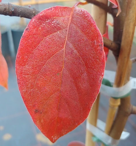 Schwarzer Tupelobaum Nyssa Sylvatica â Bild 5