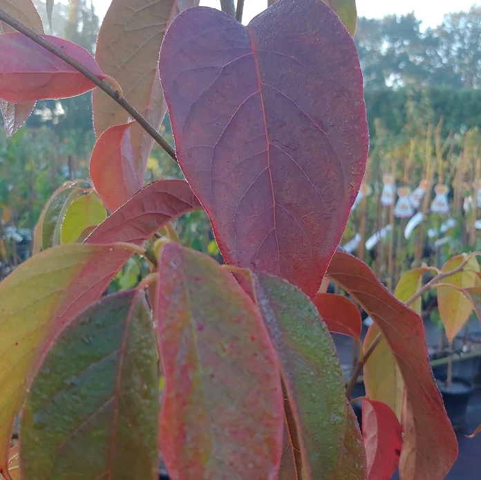 Schwarzer Tupelobaum Nyssa Sylvatica â Bild 4