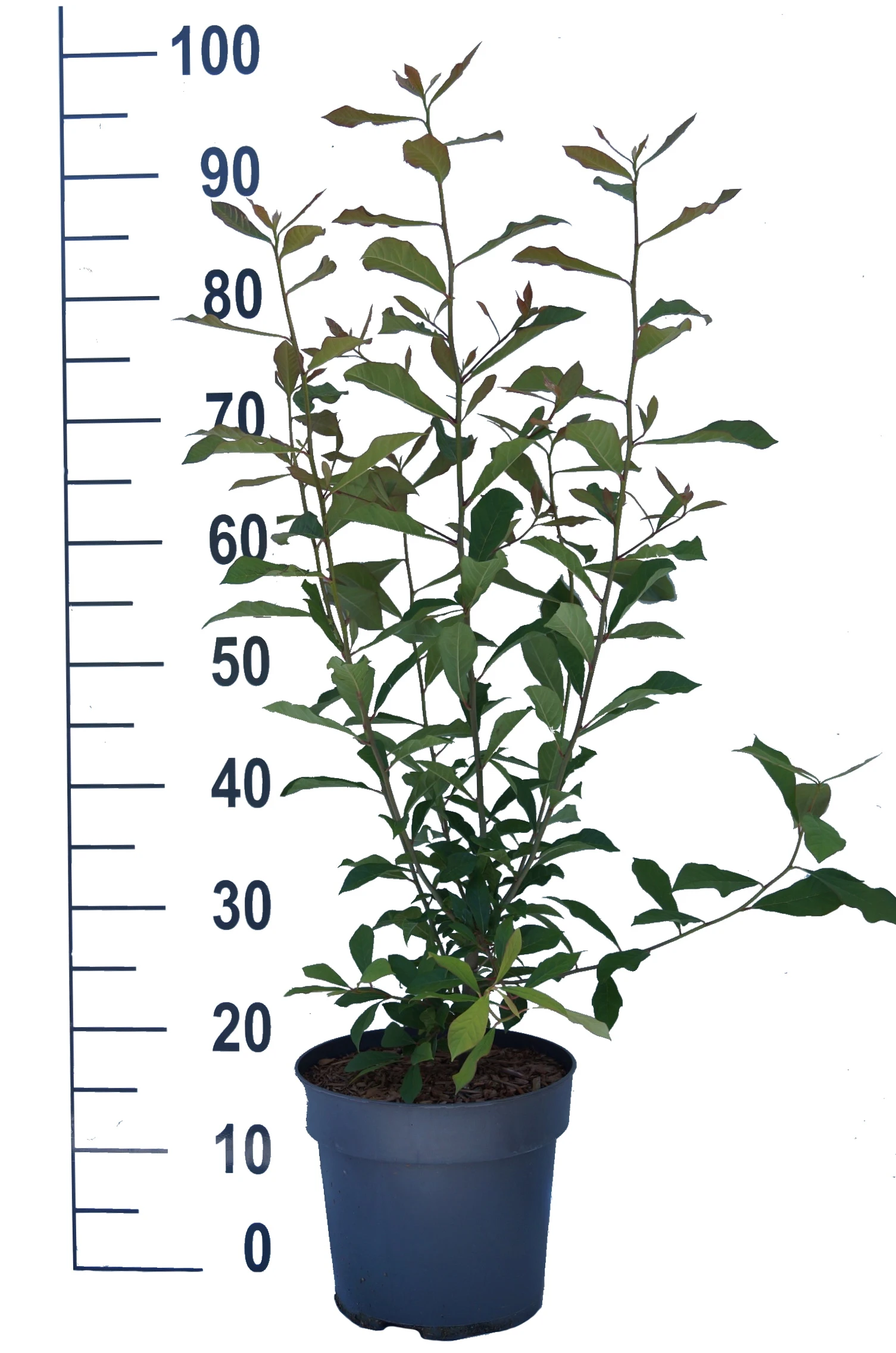 Schwarzer Tupelobaum Nyssa Sylvatica â Bild 6