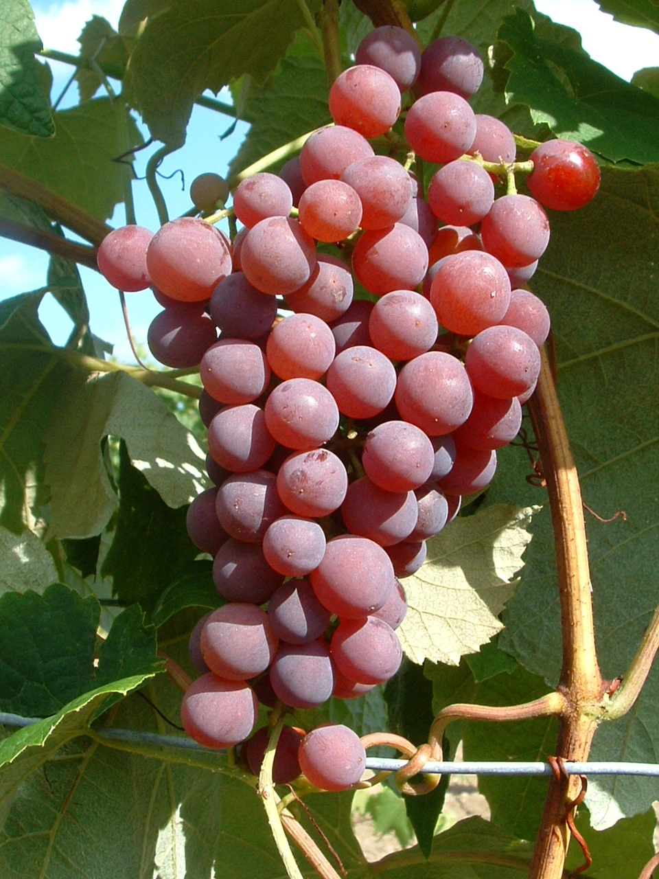 Vanessa (kernlos), Pilzfeste Weinrebe Vitis `Vanessa´ – Bild 2