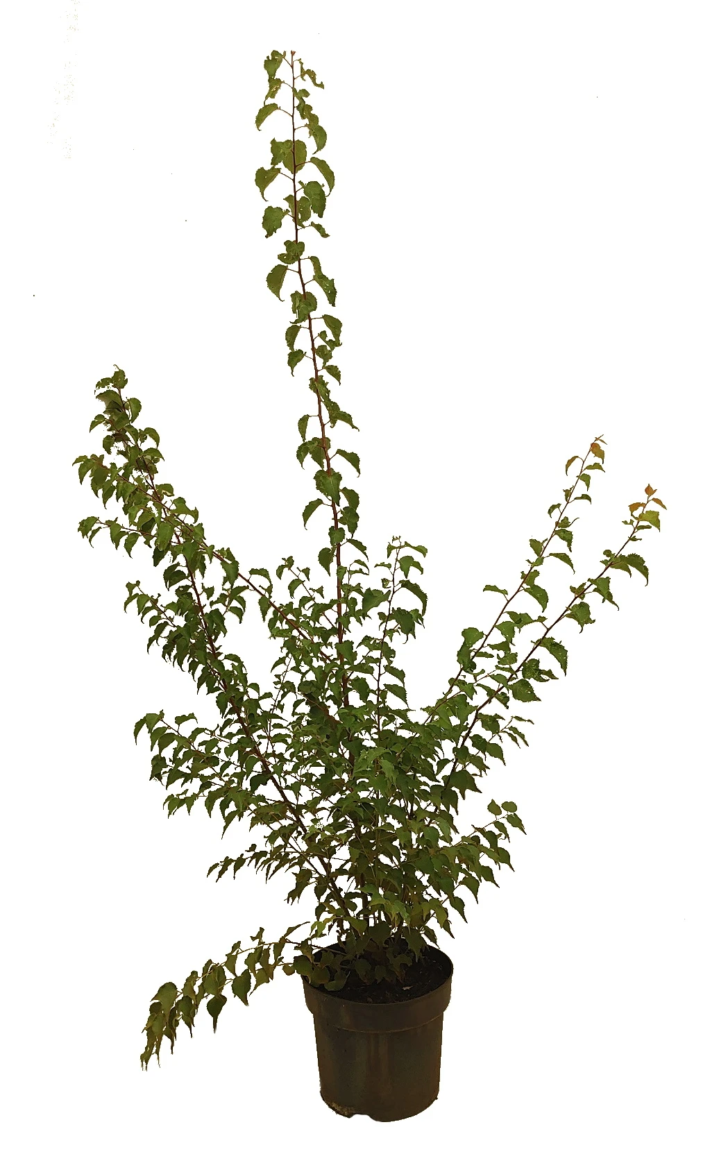 Wildaprikose Prunus Armeniaca – Bild 3