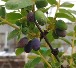 Sibirische Blaubeere / Honigbeere `Wojtek´ Lonicera Kamtschatica `Wojtek´