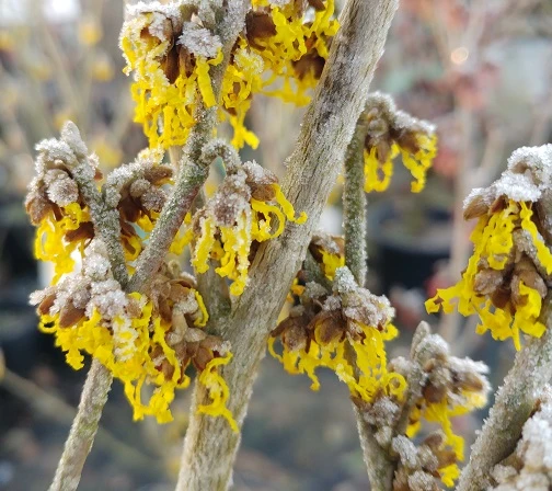 Zaubernuss `Arnold Promise´ Hamamelis X Intermedia `Arnold Promise´ – Bild 3