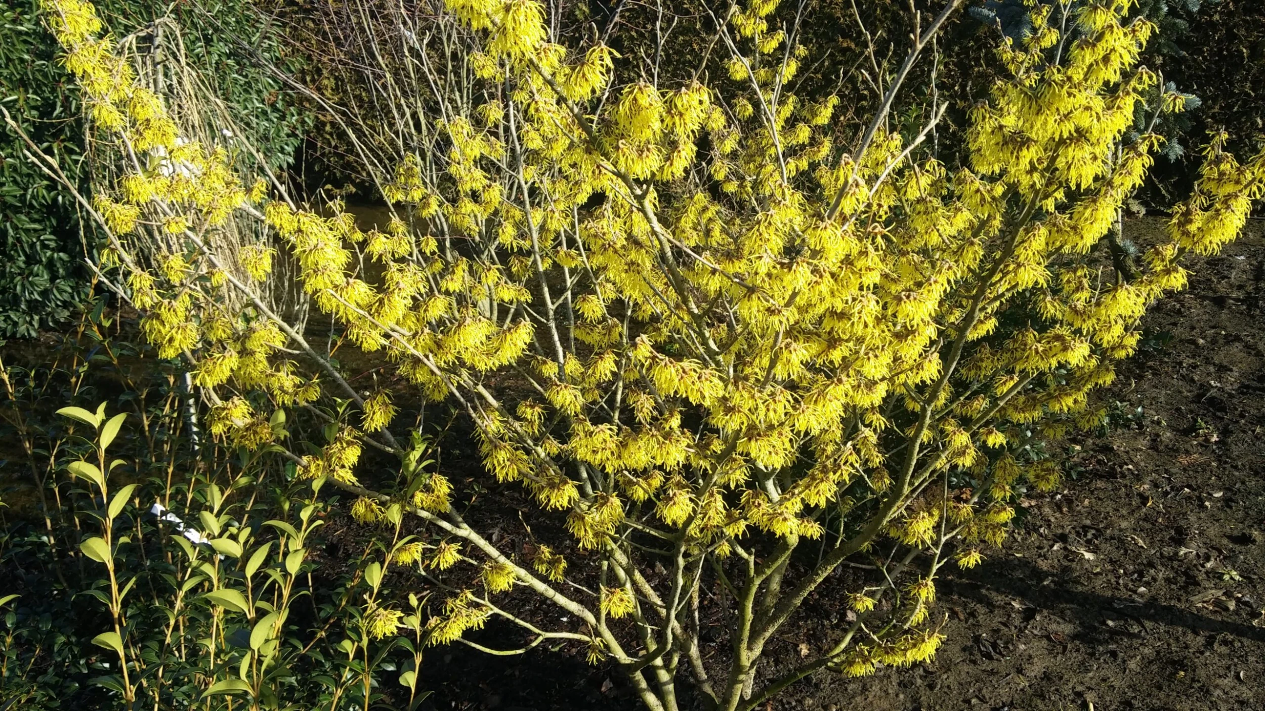 Zaubernuss `Arnold Promise´ Hamamelis X Intermedia `Arnold Promise´ – Bild 5