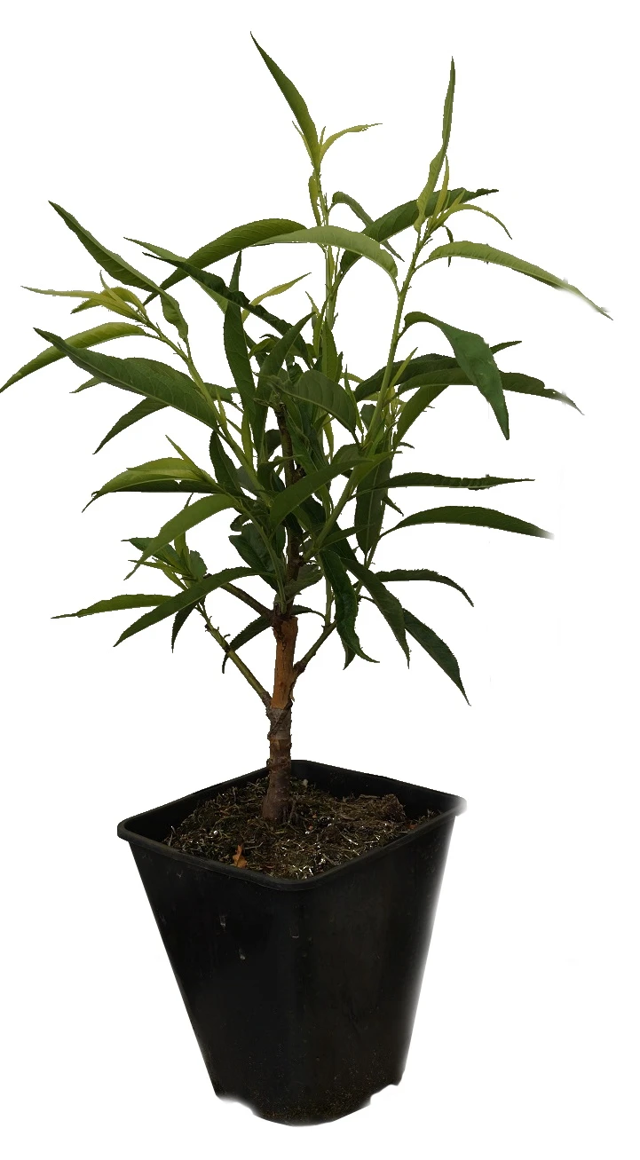 Zierpfirsich `Taoflora ® White´ (mit Essbaren Früchten) Prunus Persica `Taoflora ® White´ – Bild 4