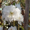 Zierpfirsich `Taoflora ® White´ (mit Essbaren Früchten) Prunus Persica `Taoflora ® White´