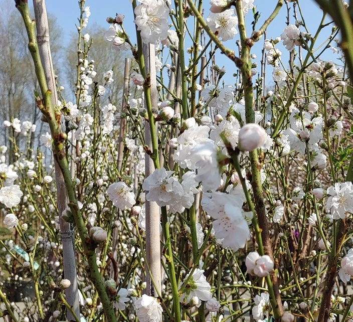 Zierpfirsich `Taoflora ® White´ (mit Essbaren Früchten) Prunus Persica `Taoflora ® White´ – Bild 3