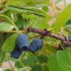 Sibirische Blaubeere / Honigbeere `Zojka Lonicera Kamtschatica `Zojka´