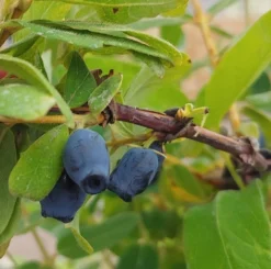 Sibirische Blaubeere / Honigbeere `Zojka Lonicera Kamtschatica `Zojka´