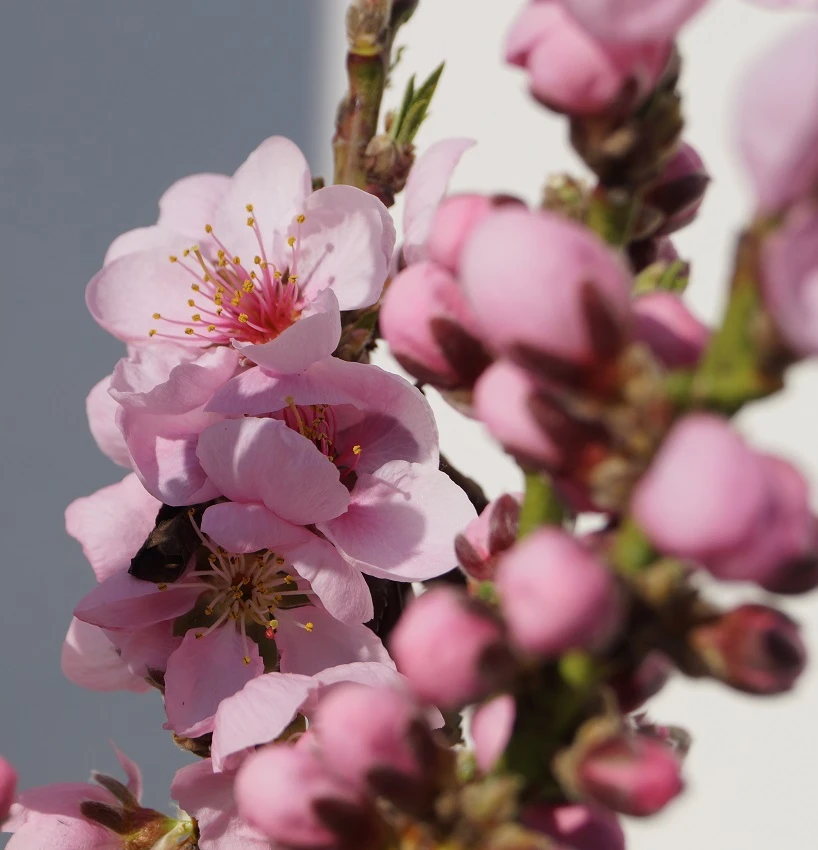 Zwergnektarine `Rubis® Necta ZeeⓈ´ Prunus Nucipersica – Bild 4