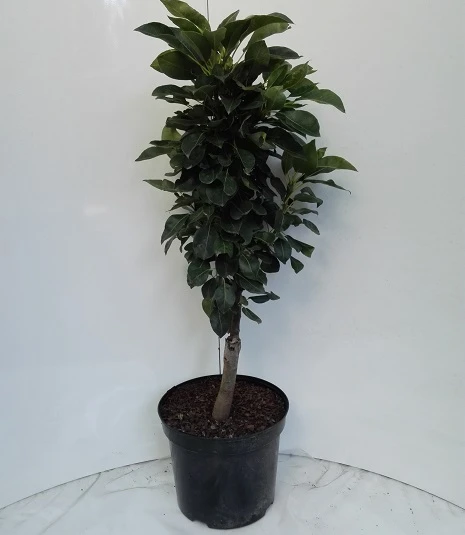 Zwergbirne Helenchen Pyrus Communis `Helenchen´ â Bild 2