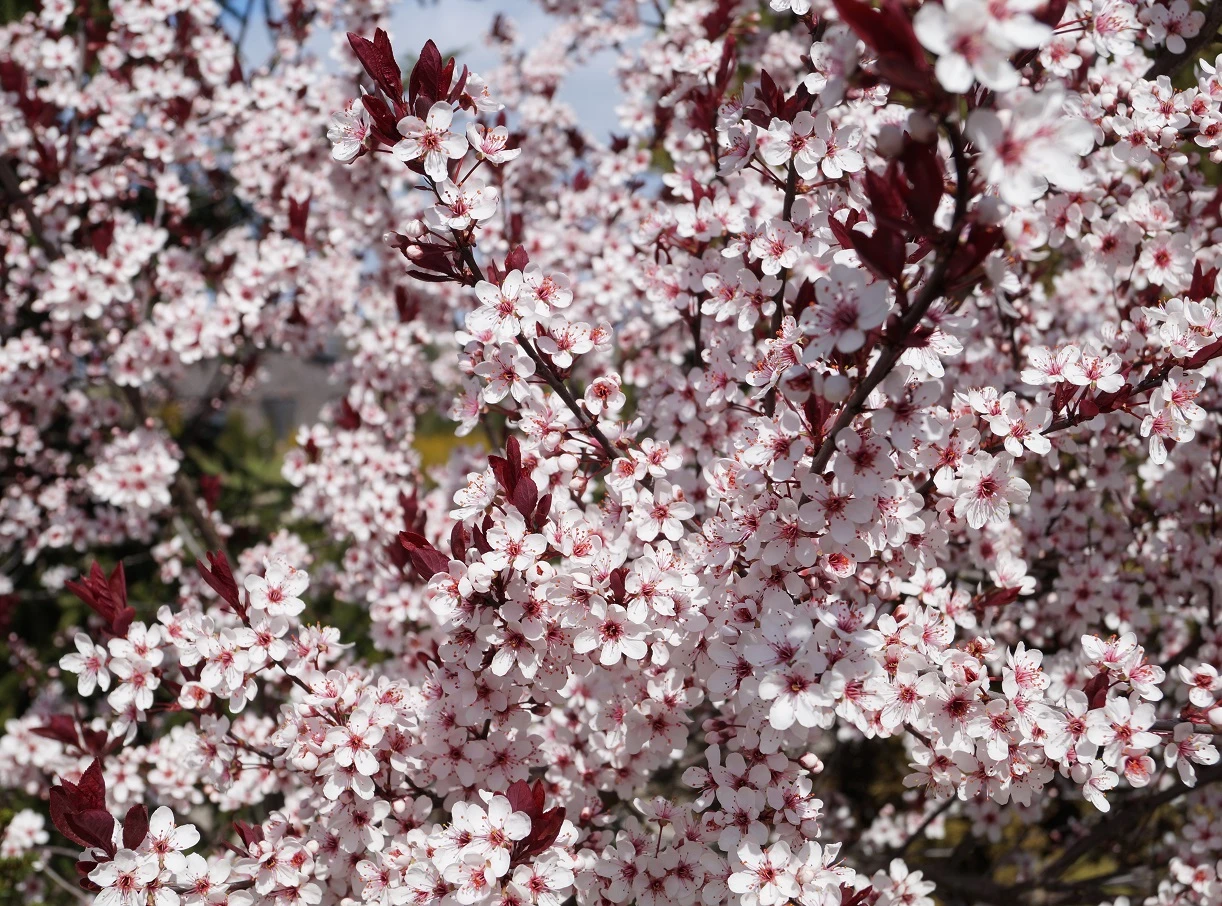 Zwergblutpflaume Prunus Cistena â Bild 3