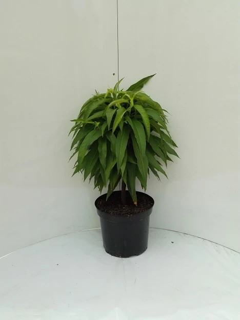 Zwergnektarine `Nectarella´ Prunus Nucipersica – Bild 2